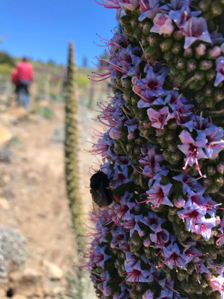 Finca Caboquitos Garafía Εξωτερικό φωτογραφία